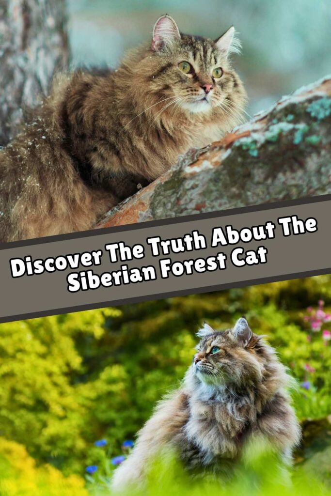 Two photos of siberian forest cats