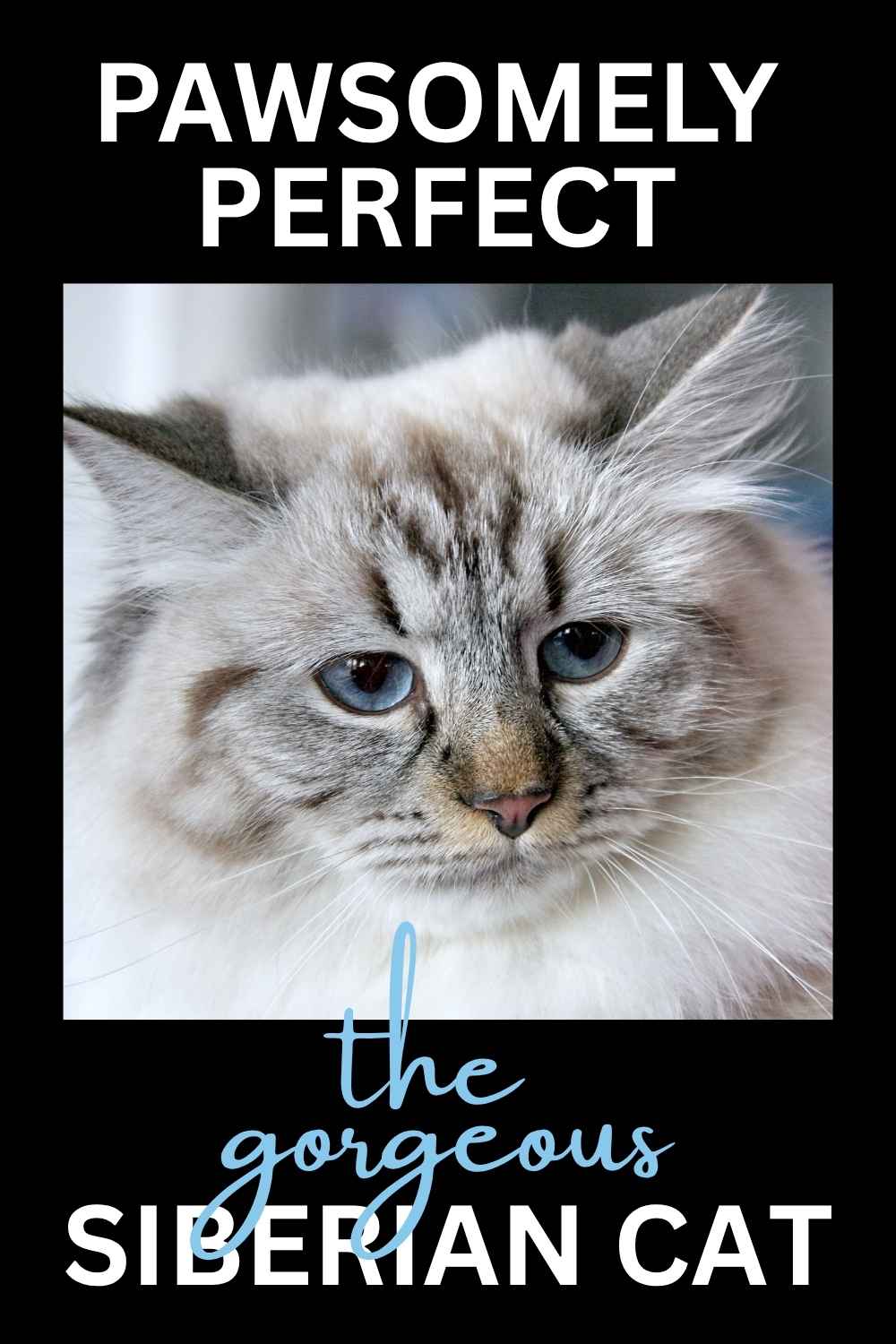 Siberian Cat Health Issues: Essential Care Tips