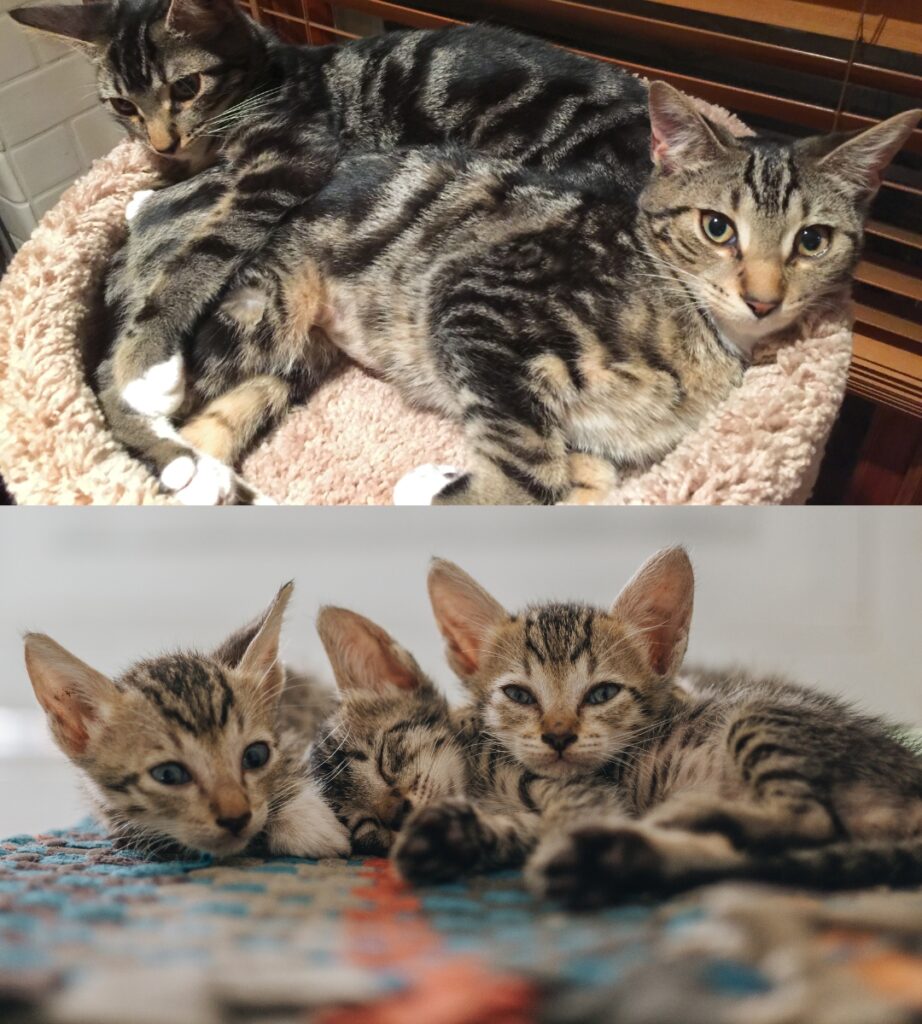 sokoke cats
