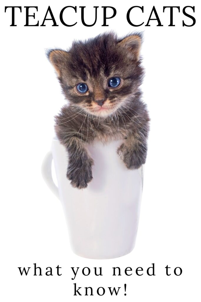 photo of a kitten in a teacup
