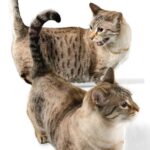 photo of two munchkin cats