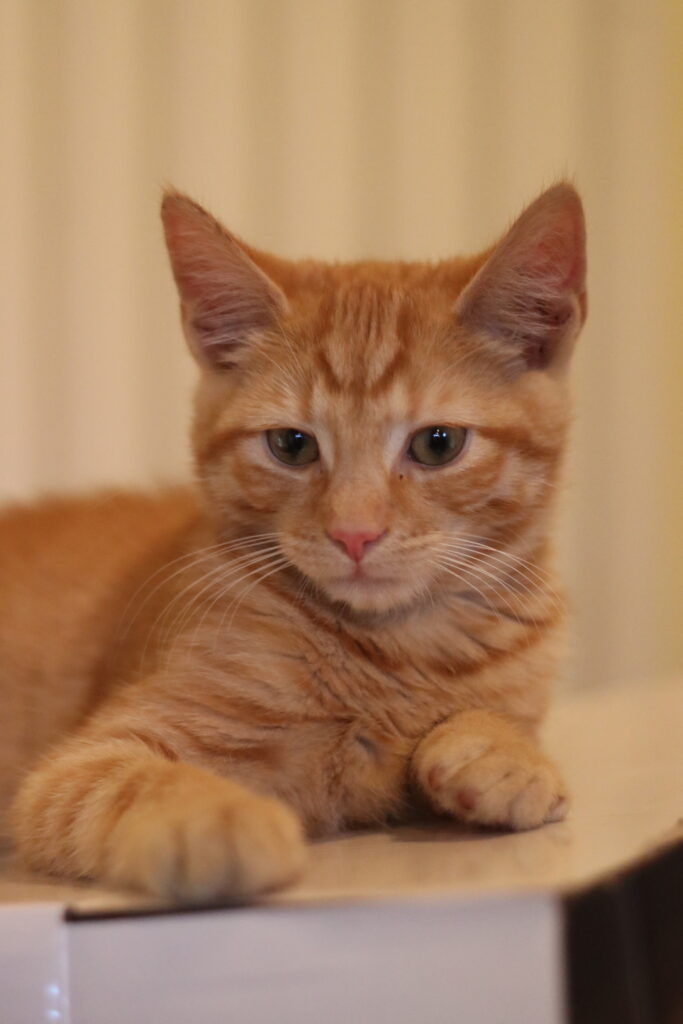 photo of ginger kitten