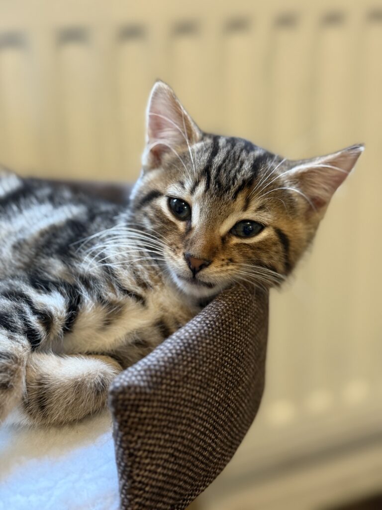 photo of grey tabby kitten