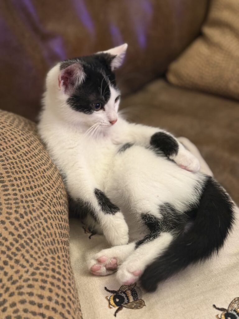 photo of black & white kitten